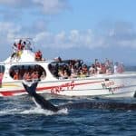 Samana: Bay of Samana Whale Watching Experience