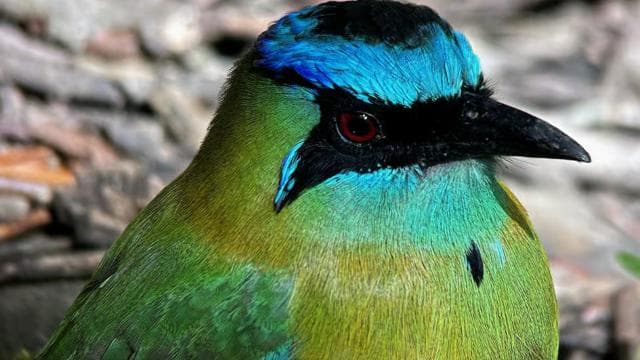 Monteverde: Exploration of the Cloud Forest