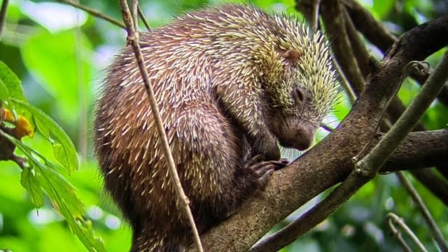 Manuel Antonio: Kayak Tour in the Mangroves to see animals