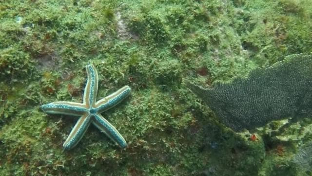 Tamarindo: Discover Scuba Diving at Catalina Islands