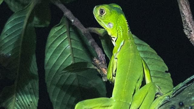 Tamarindo Night Walk