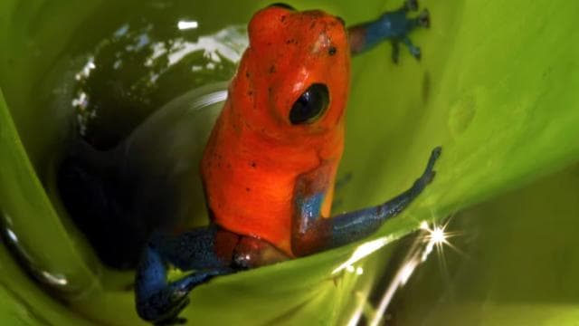 La Fortuna: Ecocentro Danaus Rainforest Night Expedition