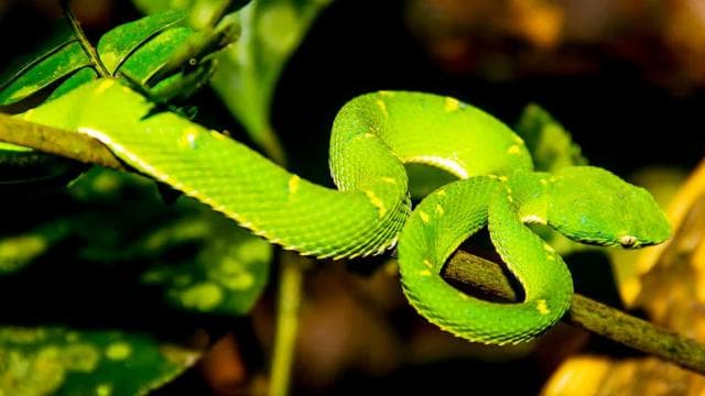 Monteverde: Private Night Tour with Wildlife Encounters