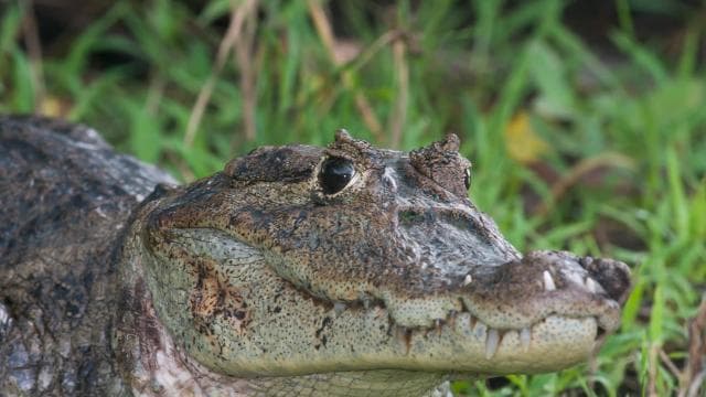 La Fortuna: Guided Twilight Wildlife Safari