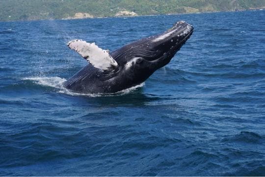 Punta Cana: Miches Whale Watching Catamaran Tour with Snacks