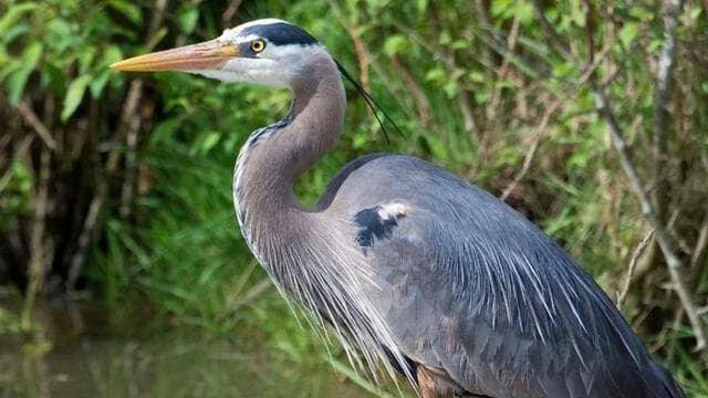 Puntarenas: Wildlife and River Safari Excursion
