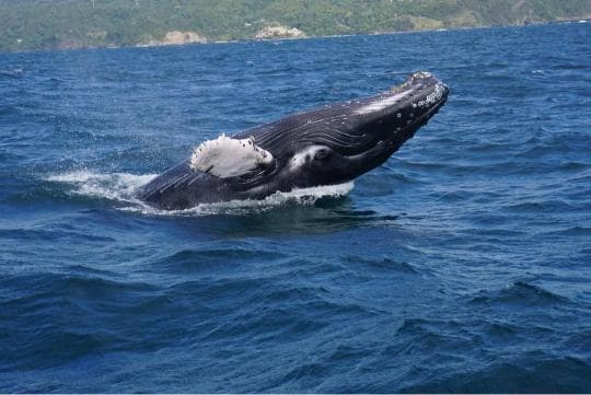 Miches Whale Watching + Laguna Limón Kayaking Tour — Meeting Point in Miches