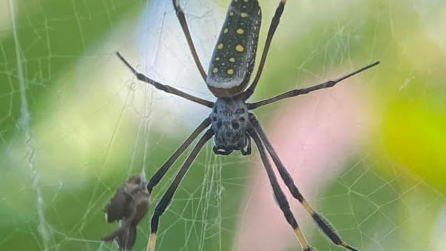 Uvita: Nature Walk at Marino Ballena National Park