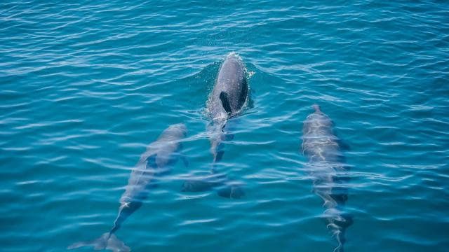 Manuel Antonio: Catamaran Cruise with a Meal