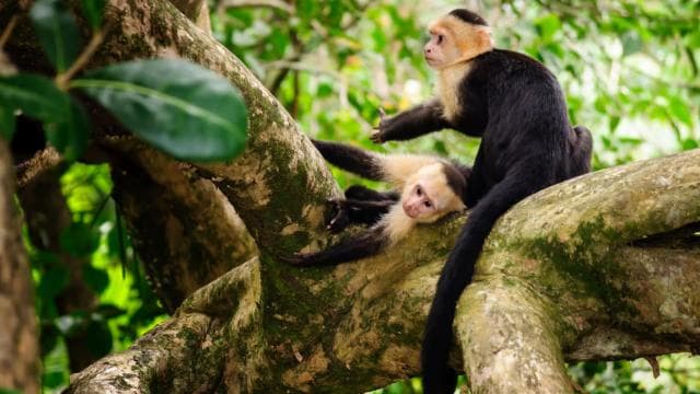 From San José: Full day Manuel Antonio National Park