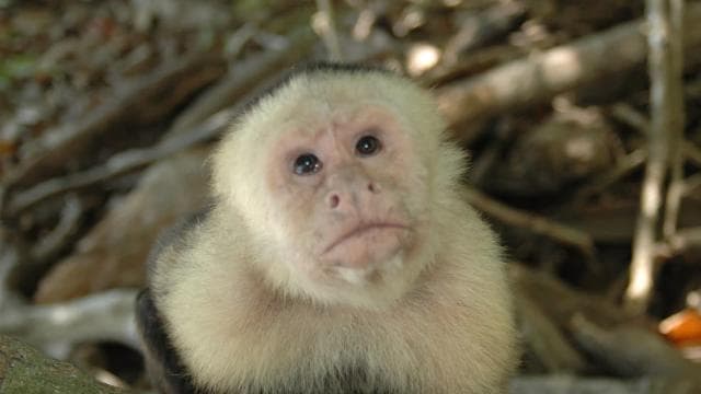From Jaco: Full-Day Manuel Antonio National Park Tour