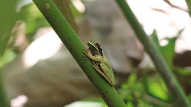 Carara National Park Tour