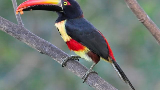Carara National Park: Guided Walk Carara Costa Rica Nature