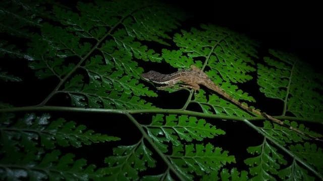 Monteverde: Coffee and Chocolate Tour with Night Hike