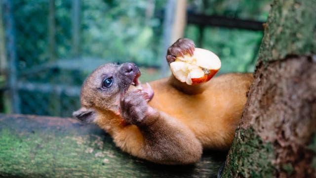 Manuel Antonio: KSTR Wildlife Sanctuary Guided Tour - Dominican Republic