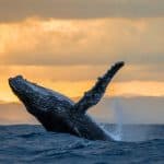 Samaná Cayo Levantado (Bacardi Island) and Whale Watching from Miches in Catamaran