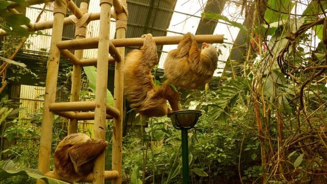Monteverde: Zip Lines, Bridges, Butterflies, Sloths and more