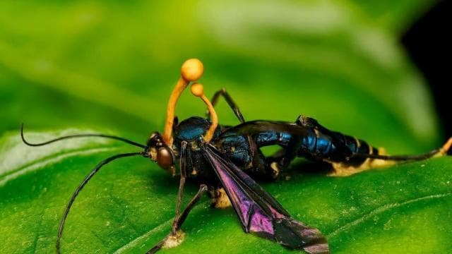 Monteverde: Cloud Forest Tour with Guide & Photos