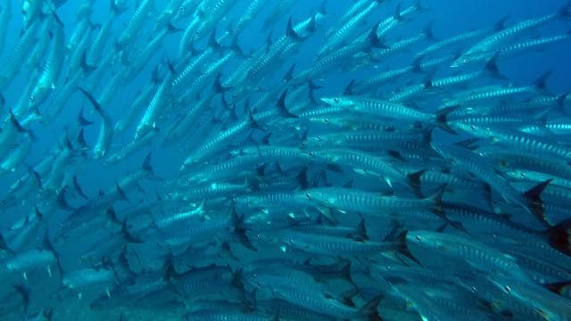 Playa Uvita: Caño Island Snorkeling Tour with Lunch