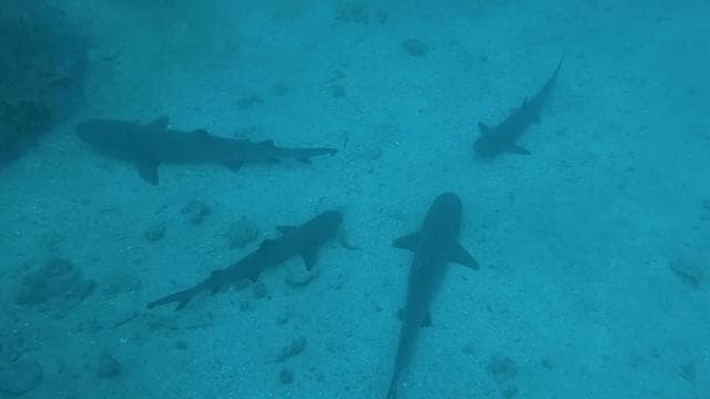 Caño Island Biological Reserve - Snorkeling or Diving