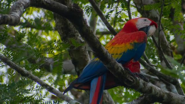Sierpe: Jungle Wild Cruiser and Mangrove Forest Tour