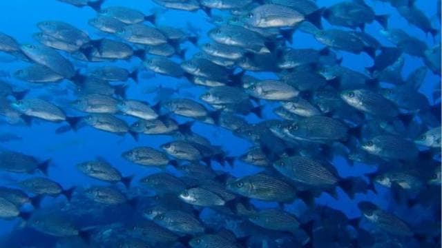 Uvita: Snorkeling at Caño Island
