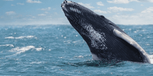 From Punta Cana: Samana Cayo Levantado & Whales