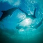 Punta Cana: Dolphin Experience in the Sea