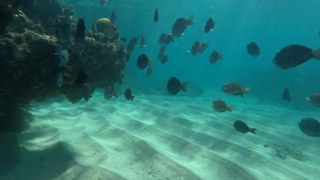 Fajardo: Snorkeling Boat Tour with Snacks and Drinks