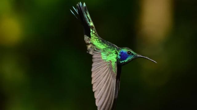 Monteverde: Hanging Bridges in the Cloud Forest Guided Tour