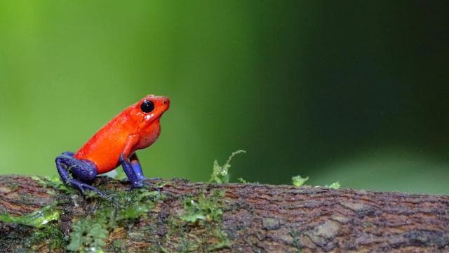 Mistico Hanging Bridges + Transportation + Naturalist Guide
