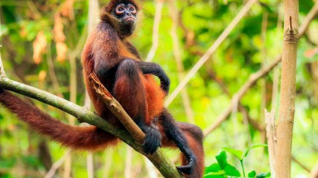 Corcovado National Park- Sirena/San Pedrillo Station - 1 Day