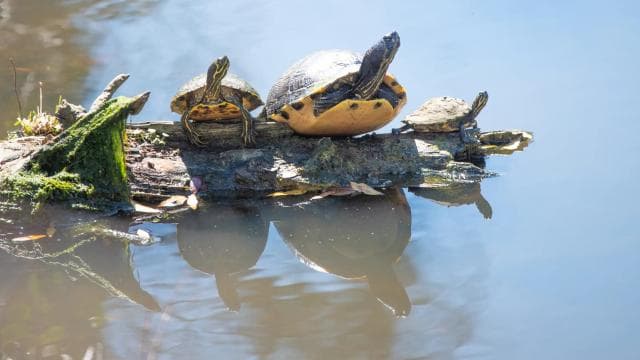 Kayaking Adventure: a 2-hour Wildlife Escape