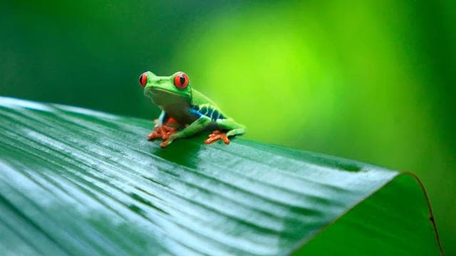 San Jose: Tortuguero Park Day Tour with Breakfast & Lunch