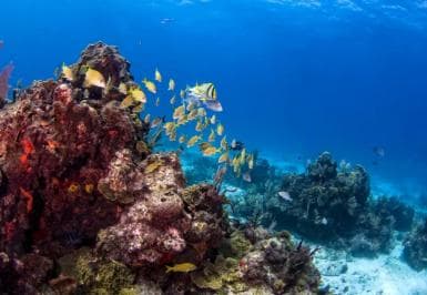 Catalina Island Full-Day Snorkeling + Lunch from Punta Cana