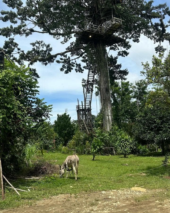 Sabana de la Mar: Yanigua Waterfalls Tour – Swim, Clay Spa & Dominican Lunch