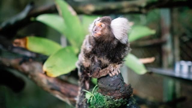 Manuel Antonio: KSTR Wildlife Sanctuary Guided Tour