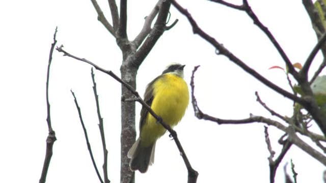 Cahuita national park : guiding tour with Pablo
