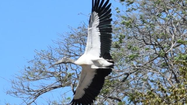 Guanacaste: Palo Verde Wildlife Safari Boat Tour