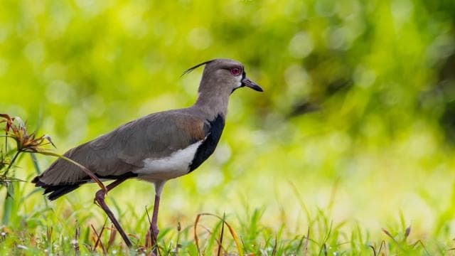 Uvita: Birdwatching