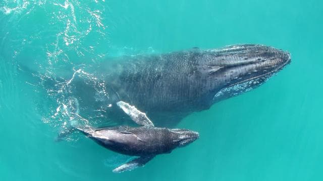 Drake Bay: Dolphin and Whale Watching Tour