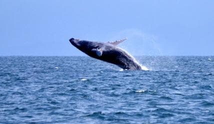 From Punta Cana: Whale Watching and Montana Redonda Tour