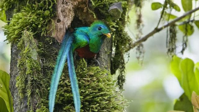 Quetzal: Costa Rica Birdwatching Experience - Los Quetzales - Dominican Republic