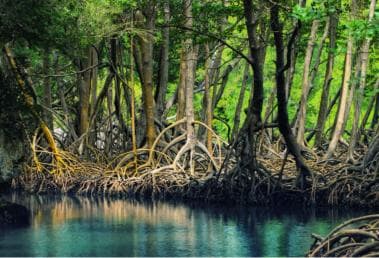 Samaná: City Tour + Los Haitises & Cayo Levantado Island