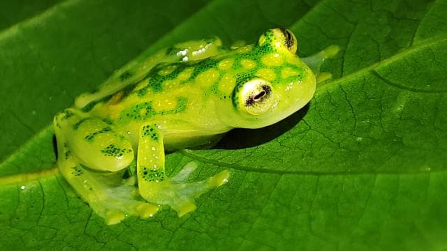 La Fortuna: Arenal Volcano Rainforest Night Tour