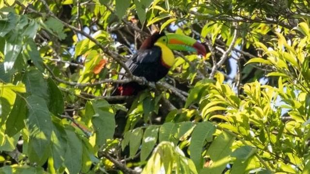 Monteverde: Curi-Cancha Reserve Tour with Entry Ticket