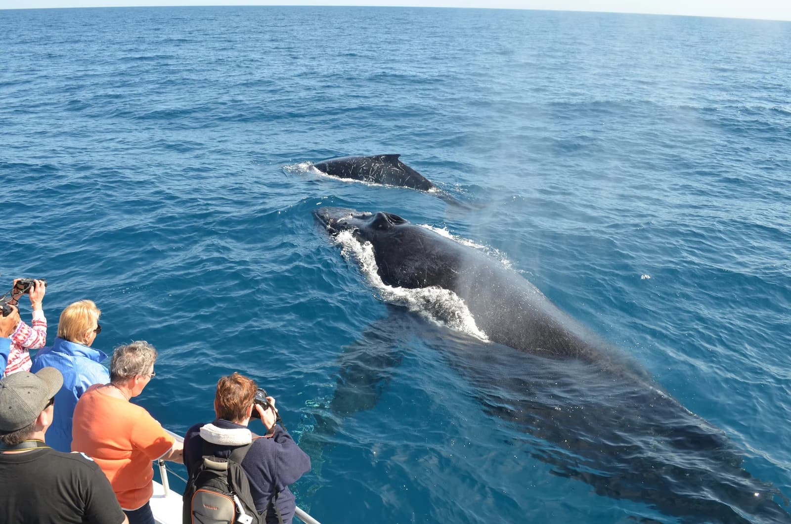 Whale Watching from Miches Hotels and Cayo Levantado (Bacardi Island)