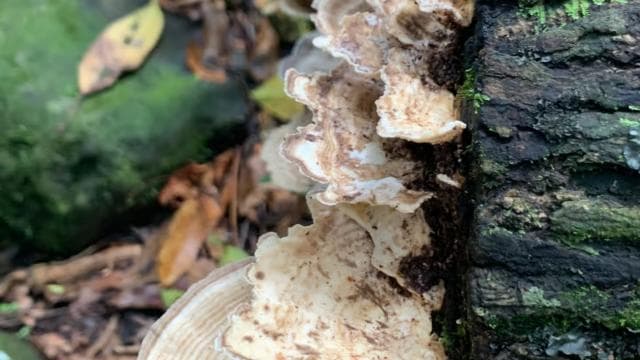 El Yunque National Rainforest Nature Walk & Luquillo Beach