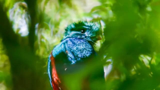 Santa Elena: Cloud Forest Reserve Guided Tour