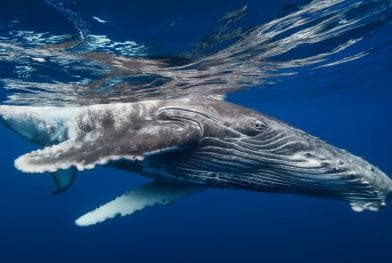 Whale Watching + Cayo Levantado